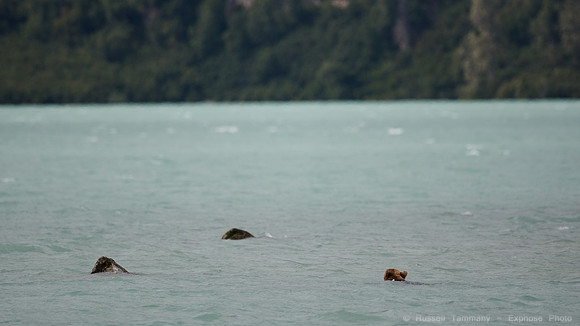 Bears!