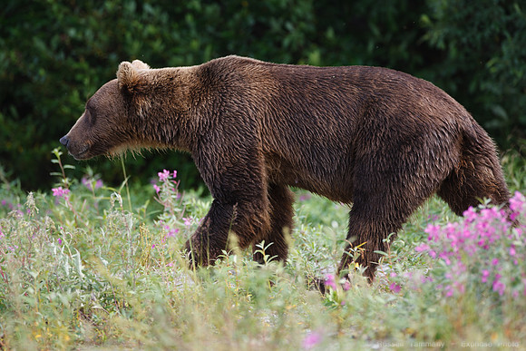 Bears!