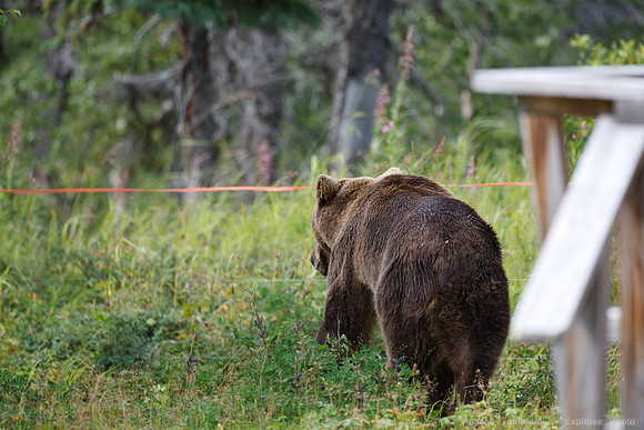 Bears!