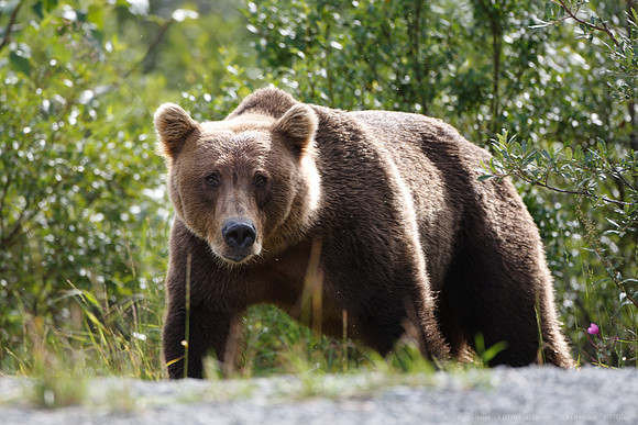 Bears!
