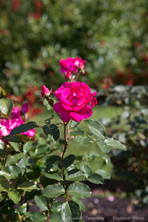 1DX_4746