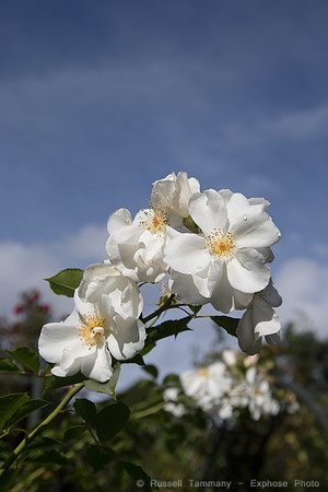 1DX_4755