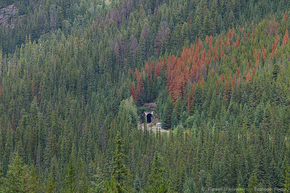 Spiral Tunnels, Yoho NP