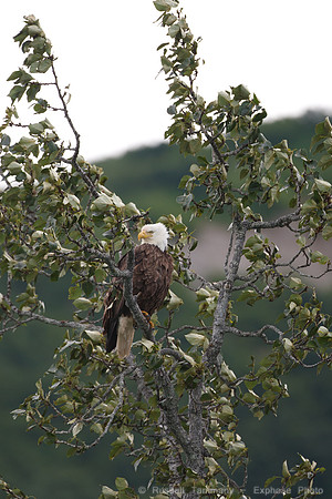 Bald Eagle, Lake Clark NP