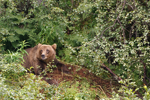 Bears!