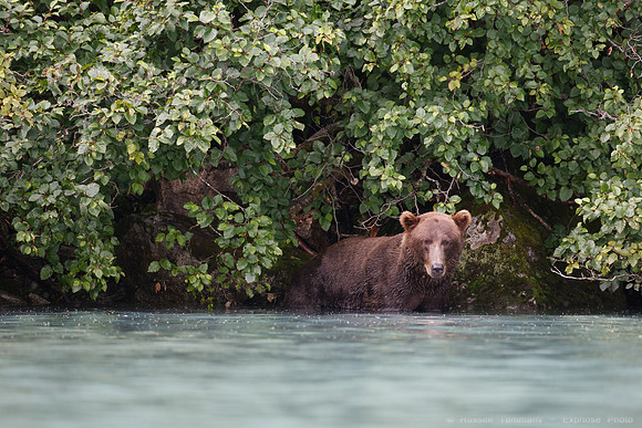 Bears!