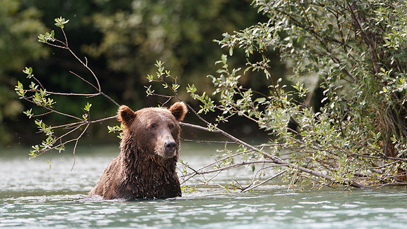 Bears!