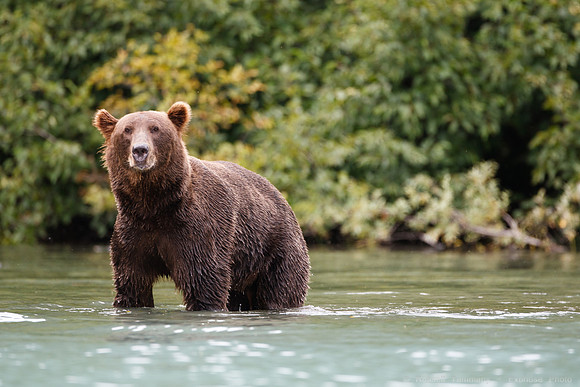 Bears!