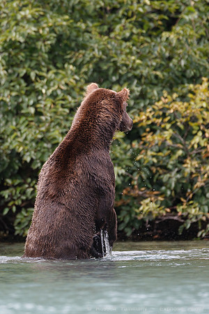 Bears!