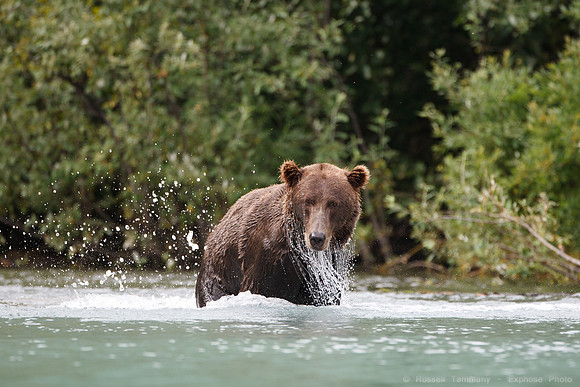 Bears!