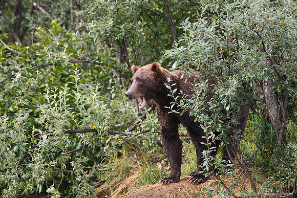 Bears!
