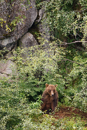 Bears!