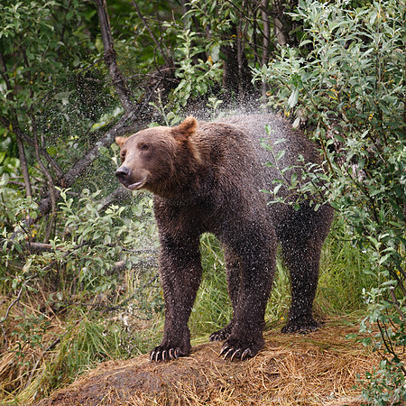 Bears!