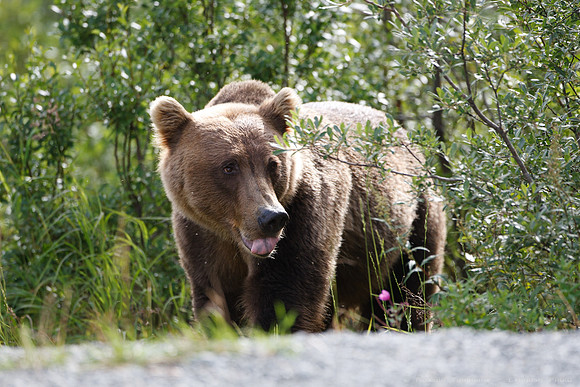 Bears!