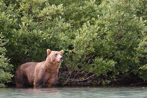 Bears!