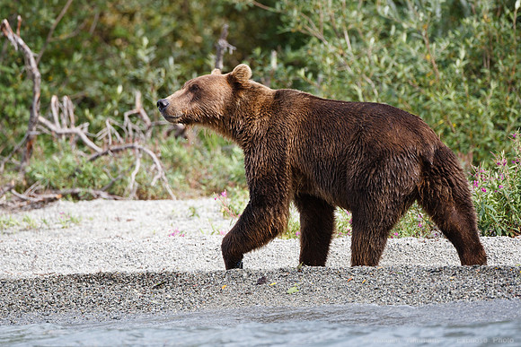 Bears!