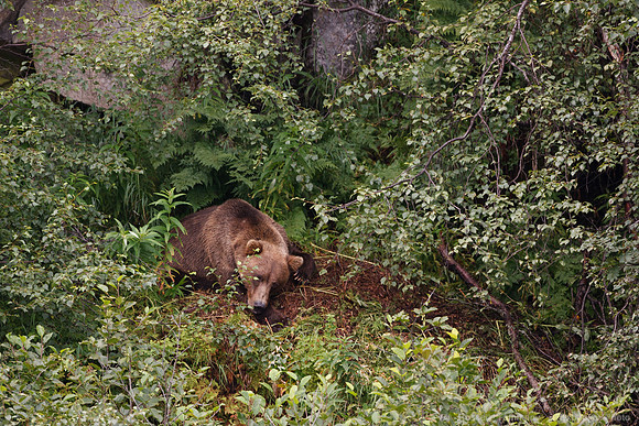 Bears!