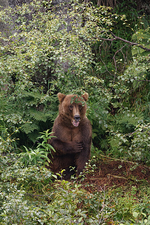 Bears!