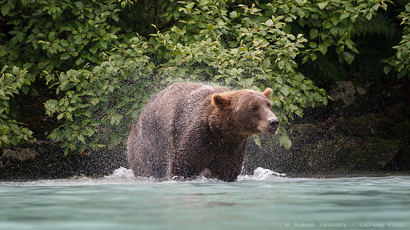 Bears!
