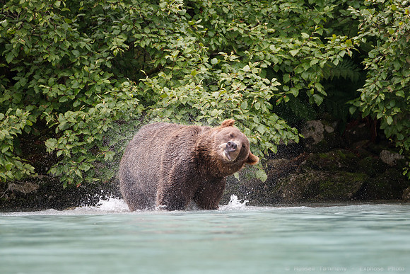 Bears!