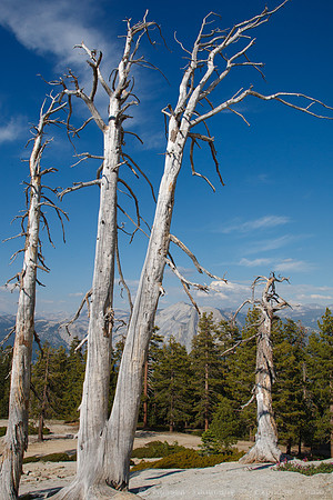 Sentinel Dome - Yosemite NP