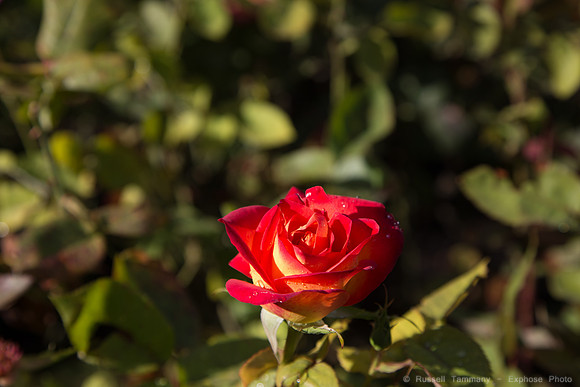 1DX_4734