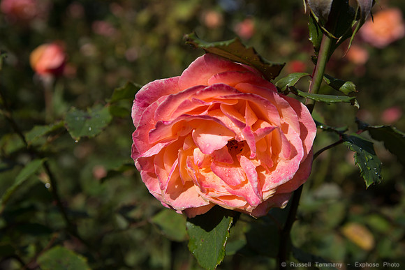 1DX_4736