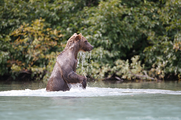 Bears!