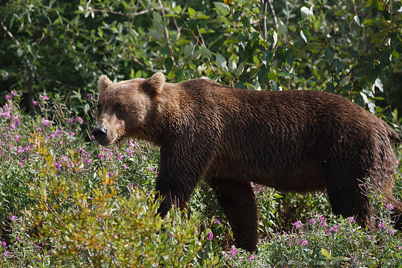 Bears!