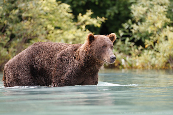 Bears!