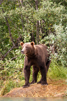 Bears!