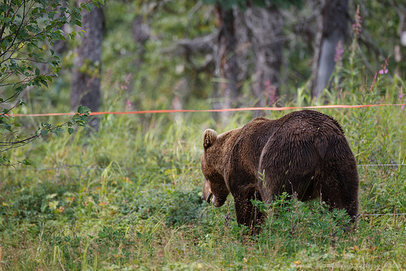 Bears!