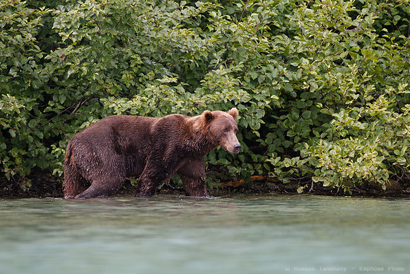 Bears!