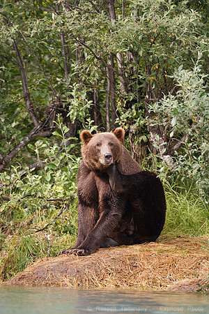 Bears!