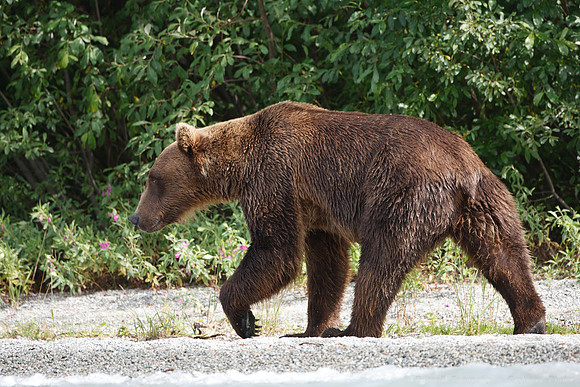 Bears!