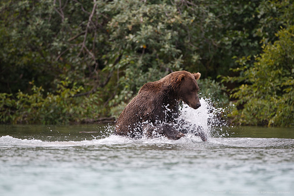 Bears!