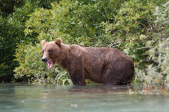 Bears!