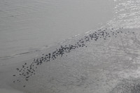 Rust's Flying Service to Lake Clark NP