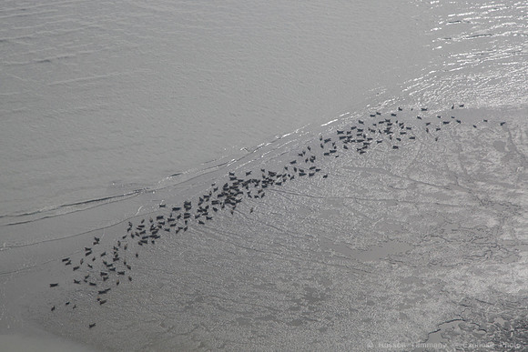 Rust's Flying Service to Lake Clark NP