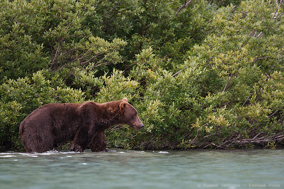 Bears!