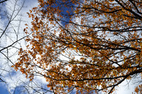 DSC08818