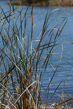 Annadel / Spring Lake Trails