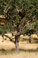 Annadel / Spring Lake Trails