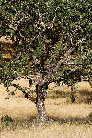 Annadel / Spring Lake Trails