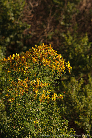Annadel / Spring Lake Trails