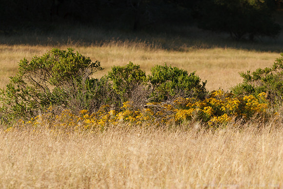 Annadel / Spring Lake Trails