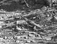 Annadel / Spring Lake Trails