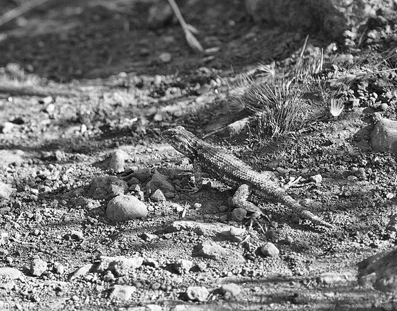 Annadel / Spring Lake Trails