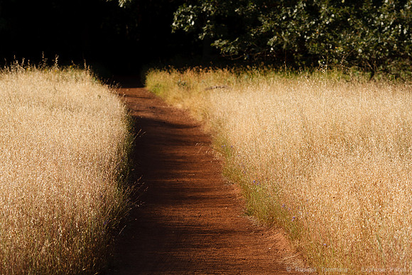 Annadel / Spring Lake Trails
