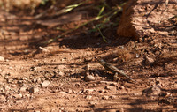 Annadel / Spring Lake Trails